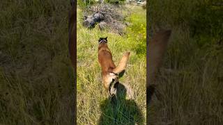 Cadaver dog finds human muscle workingk9 malinois searchandrescue [upl. by Sana]