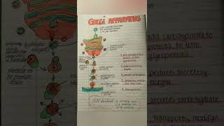 Golgi apparatus biology and PHYSIOLOGY [upl. by Nylhsa]