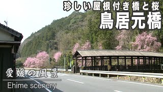 国道沿いにピンクの枝垂れ桜と屋根付き橋「鳥居元橋」｜愛媛の風景（106）｜20240401 [upl. by Anelrad]