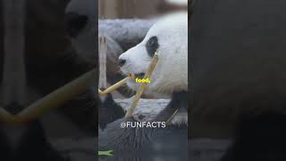 5 Fun Facts About Brars You Didn’t Know❗️❗️funfacts bear viralvideo [upl. by Nannah149]