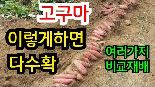 잎만무성한 고구마 해결방법 실전편 토양만들기 순억제 수확량 늘이는방법  고구마 다수확 재배방법 [upl. by Rahcir188]