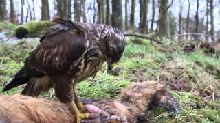 Buzzard on roadkill fox [upl. by Nawak964]