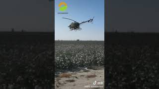 Agricultural fuel drone spraying cotton [upl. by Matthiew]