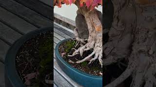 Trident Maple Bonsai in Autumn bonsai bonsaigarden garden gardening tree plant fallcolors [upl. by Dirgni]