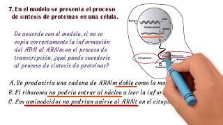 Ciencias 07 Saber 11 ICFES ADN y ARN Síntesis de Proteínas [upl. by Ednihek228]