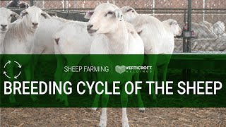 Breeding Cycle of The Sheep  Sheep Farming  Verticroft Holdings  Ryan Singlehurst [upl. by Skiba]