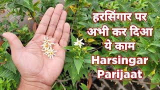 हरसिंगार पर अभी kar दिआ यह काम  Harsingar Parijat Plant Care [upl. by Eitirahc]