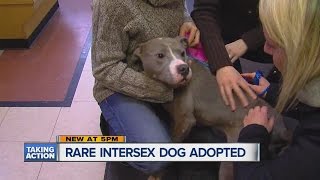 Rare intersex dog adopted [upl. by Latsyek565]