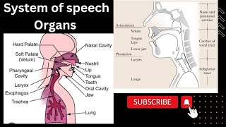 Systems of Speech Organs Respiratory System Phonatory System Articulatory System [upl. by Im327]