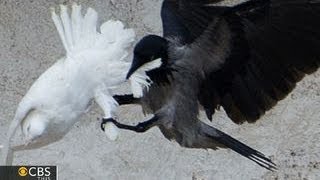 Doves released at Vatican attacked by crow and seagull [upl. by Winston]