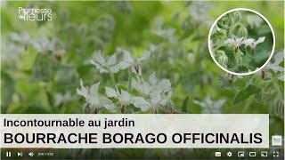 Les incontournables au jardin  Bourrage Borago Officinalis [upl. by Sibilla]