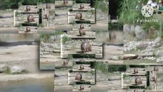 YTPMV Worlds Biggest Fart The Hippo Scan Scan [upl. by Josefa]