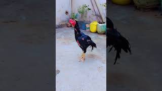 Black diamond rooster fighter chicken shotsfeed aseelmurga viralvideo 4k 999 1000subscriber [upl. by Gaut]