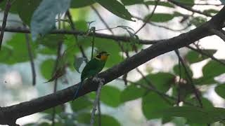 Longtail Broadbill [upl. by Enened]