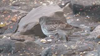 Purple Sandpiper Calidris maritima Brouwersdam ZH the Netherlands 22 Nov 2024 6 [upl. by Anthiathia616]