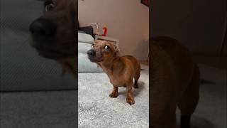 Mini doxie full body shake [upl. by Alida788]