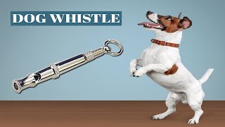 Dog Whistle  Real Sound Experiment [upl. by Eiromem586]