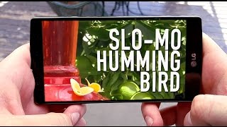 SloMo Hummingbird [upl. by Gasparo]