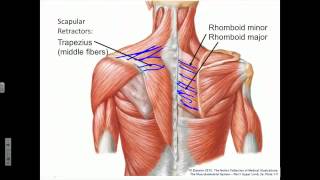 Scapula Protraction Retraction Rotation [upl. by Yednil602]