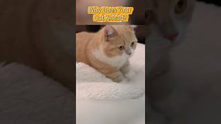 Why Does Your Cat Knead cat catvideos cats catcuriosity [upl. by Brendon997]