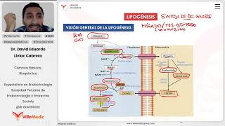 Lípidos  Lipogénesis [upl. by Adekam]