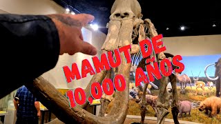 mi tour por el MUSEO del MAMUT mas completo del MUNDO 🤩🦣  guadalajara🇲🇽 [upl. by Ardyce387]