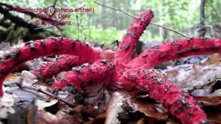 Tintenfischpilz Clathrus archeri © Lothar Lenz [upl. by Redan450]