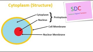 Cytoplasm Structure [upl. by Alla486]