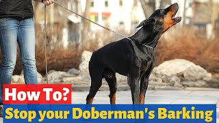 How to Stop a Doberman from Barking Excessively Doberman Barking Problem [upl. by Whitaker96]