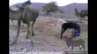 Crazy Donkey Kicks a Camel D Haha [upl. by Brigham]