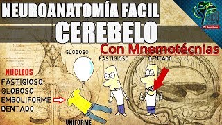 CEREBELO COMPLETO Y BIEN EXPLICADO FACIL [upl. by Ahsiekram]