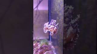 五腳虎frogfish 白斑躄魚 Antennarius pictus frogfish fishtank aquarium [upl. by Aldora]