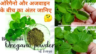 Diff between oregano and ajwain plants  How to make Oregano powder at home  Prerna Quick Ideas [upl. by Ner900]