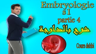 Embryologie s1  partie 4  Lovogenèse  شرح بالدارجة [upl. by Ykcaj]