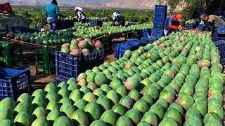 Australian Farmers Produce Thousands Of Tons Of Mangoes This Way  Australian Farming [upl. by Hillary343]