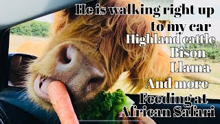 Highland cattleBison and more Bigfaced Animals at African Safari Drive Thru [upl. by Arracot265]