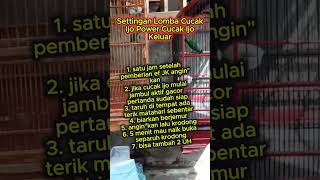 setinggan lomba burung cucak ijo kicaumaniabird kicaumania kicaumanianusantara [upl. by Shea352]