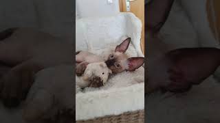 Cornish Rex Cat baby Kitten Kalani is playing with big mouse Take a look [upl. by Uda]