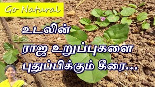 Mookirattai Keerai Health Benefits in Tamil மூக்கிரட்டை மூலிகை Punarnava Boerhavia Diffusa [upl. by Mcclenon272]