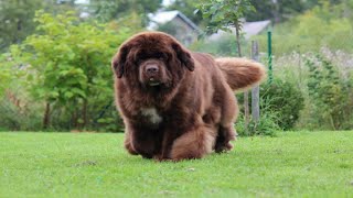 Facts About Newfoundland dog 2024  brown newfoundland dog [upl. by Oisangi618]