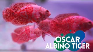 IKAN OSCAR TIGER ALBINO quot KEINDAHAN IKAN OSCARquot [upl. by Natsirc]