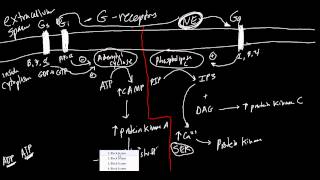 Receptors Made Simple Adrenergic Cholinergic and G Protein Basics [upl. by Lebatsirhc489]