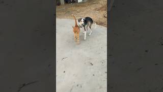 Hyperactive Puppy puppy cats cute happy [upl. by Ardnnaed]