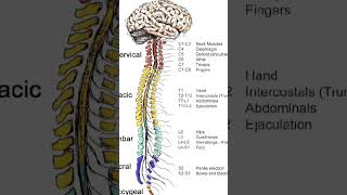 Mere mehboob mere sanam medical line Ls spine with all short videos [upl. by Joshua357]