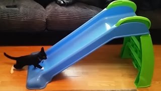 Kittens Playing on Slides [upl. by Derrek]