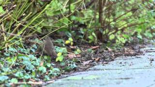 Siberian Rubythroat  Calliope calliope [upl. by Neladgam861]