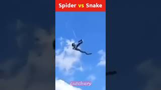 Spider vs Snake Battle shorts [upl. by Pascoe]