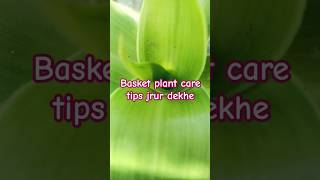 Basket plant indoorplant like share subscribe [upl. by Gordy]