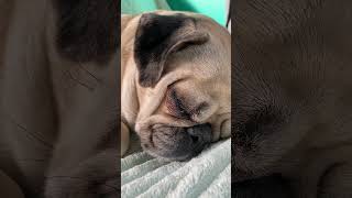 Snoring Beauty thatpugpumpkin [upl. by Ronnie]