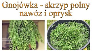 Gnojówka ze skrzypu polnego  nawóz oprysk  Ogrodowe pierdamony 100 [upl. by Latrell604]